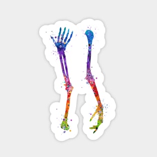 Arm Bones Colorful Watercolor Anatomy Sticker